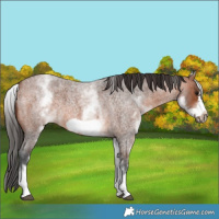 Horse Color:White Spotted Bay Roan Frame 