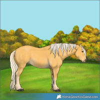 Horse Color:Palomino 
