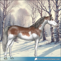 Horse Color:Liver Chestnut Mushroom Splash 