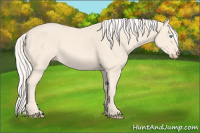 Horse Color:Cremello