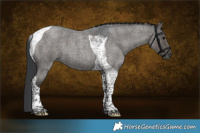 Horse Color:Grullo Roan Tobiano Brindle