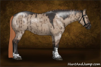 Horse Color:Liver Red Dun Tobiano Rabicano Brindle 
