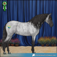 Horse Color:Smoky Blue Roan 