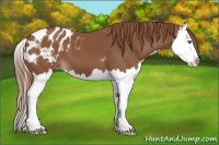 Horse Color:Chestnut Splash Appaloosa 