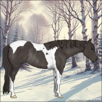 Horse Color:Smoky Black Tobiano Rabicano