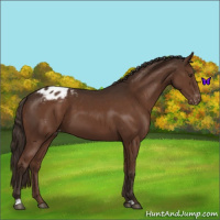 Horse Color:Liver Chestnut Appaloosa 
