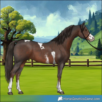 Horse Color:Liver Chestnut Sabino Tobiano 