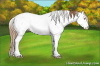 Horse Color:Chestnut Splash Appaloosa 