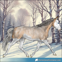 Horse Color:Silver Buckskin Roan Splash Rabicano