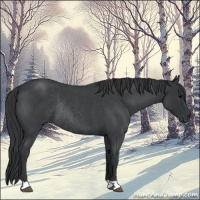 Horse Color:Blue Roan Rabicano 