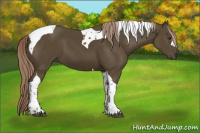 Horse Color:Chocolate Palomino Tobiano 