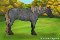 Horse Color:Liver Red Roan Rabicano 