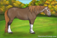 Horse Color:Gray White Spotted Liver Red Dun Tobiano 