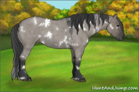 Horse Color:White Spotted Grullo Roan Rabicano 
