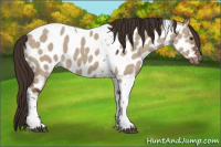Horse Color:Liver Red Dun Tobiano Appaloosa 