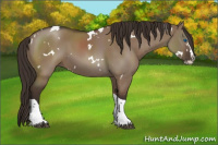 Horse Color:White Spotted Liver Red Dun Splash Tobiano Rabicano 