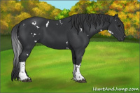 Horse Color:White Spotted Black Tobiano Rabicano 
