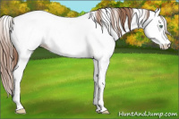 Horse Color:White Spotted Amber Champagne Roan Dun Splash Fewspot Rabicano 