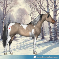 Horse Color:Brown Dun Tobiano 