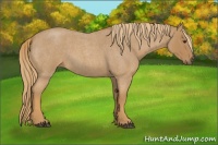 Horse Color:Red Roan 