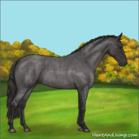 Horse Color:Smoky Blue Roan 