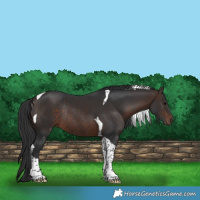 Horse Color:Bay Tobiano Rabicano 