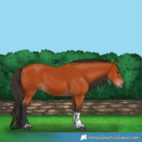 Horse Color:Bay Tobiano Rabicano 