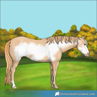 Horse Color:Gold Champagne Frame 