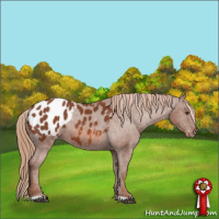 Horse Color:Chestnut Appaloosa 