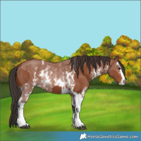 Horse Color:Bay Sabino Rabicano  and Bay Sabino Rabicano 
