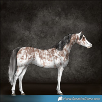 Horse Color:Bay Sabino Rabicano and Brown Sabino Rabicano