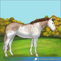 Horse Color:Red Dun Splash  and Red Dun Splash 