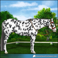 Horse Color:Black Appaloosa 