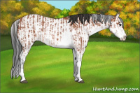 Horse Color:Bay Sabino Rabicano and Bay Sabino Splash Rabicano