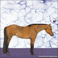 Horse Color:Buckskin Dun Sabino Rabicano  and Buckskin Sabino Rabicano 