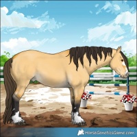 Horse Color:Buckskin Dun 
