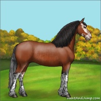 Horse Color:Bay Sabino Rabicano and Bay Sabino Splash Rabicano