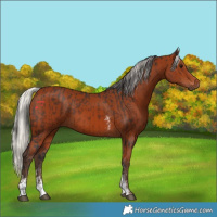 Horse Color:Brown Sabino Rabicano  and Silver Brown Sabino Rabicano 