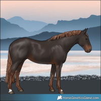 Horse Color:Liver Chestnut 