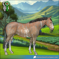 Horse Color:Platinum White Spotted Liver Red Dun Sabino Rabicano  and Platinum Bay Dun Sabino Rabicano 