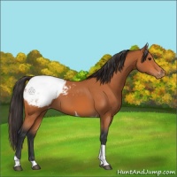 Horse Color:Bay Tobiano Appaloosa
