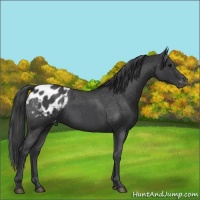 Horse Color:Blue Roan Appaloosa 