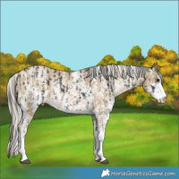 Horse Color:Brown Mushroom Sabino Rabicano  and Chocolate Silver Buckskin Pearl Sabino Rabicano 