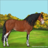 Horse Color:Bay Sabino Rabicano  and Bay Sabino 