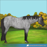 Horse Color:Smoky Blue Roan 