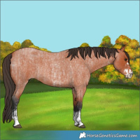 Horse Color:Bay Roan Sabino Rabicano  and Bay Roan Sabino Rabicano 