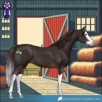Horse Color:Liver Chestnut Splash 