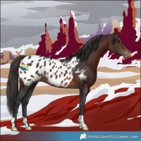 Horse Color:Brown Appaloosa 