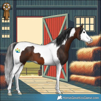 Horse Color:Brown Splash Tobiano 