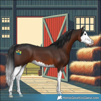 Horse Color:Brown Splash